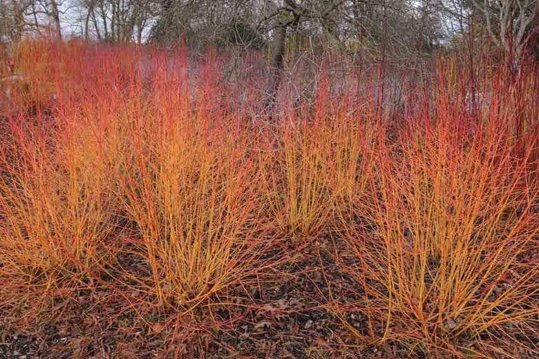 dogwood 'Anny's Winter Orange'