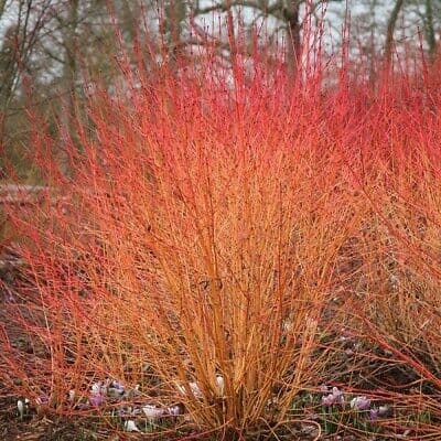 dogwood 'Anny's Winter Orange'