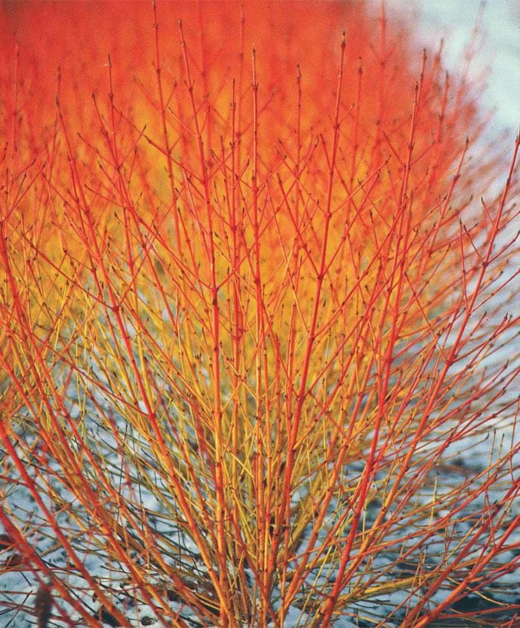 dogwood 'Anny's Winter Orange'