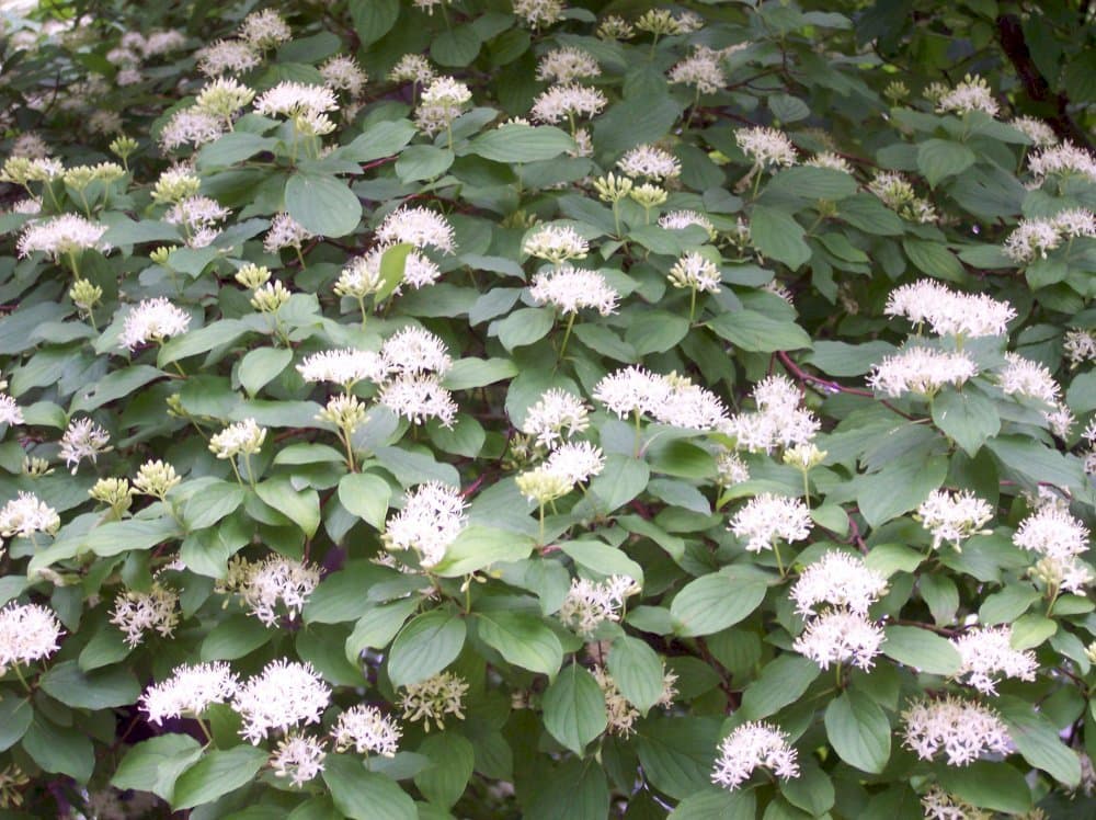 dogwood 'Compressa'