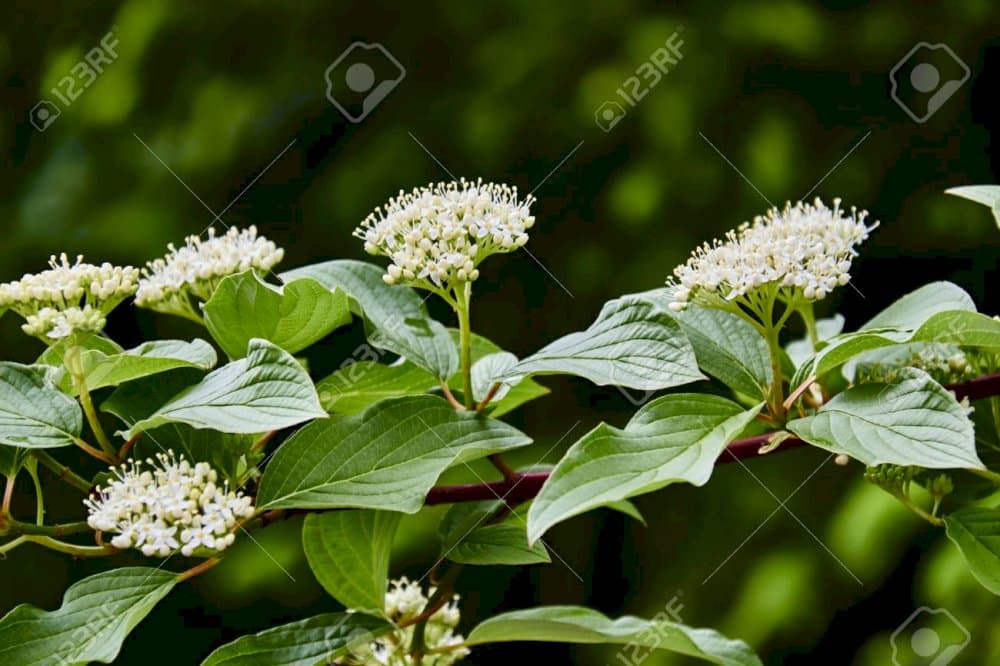 dogwood 'Compressa'