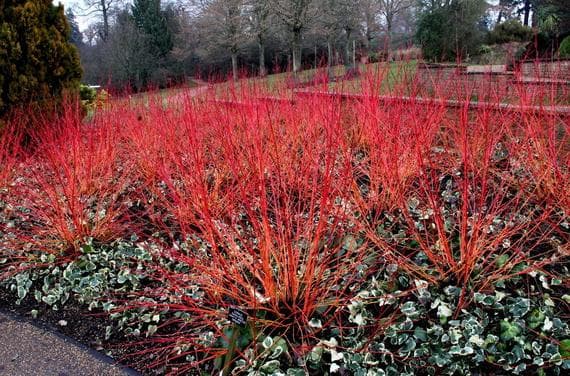 dogwood 'Compressa'