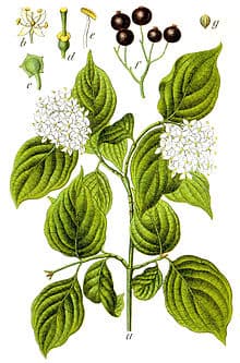 dogwood 'Compressa'