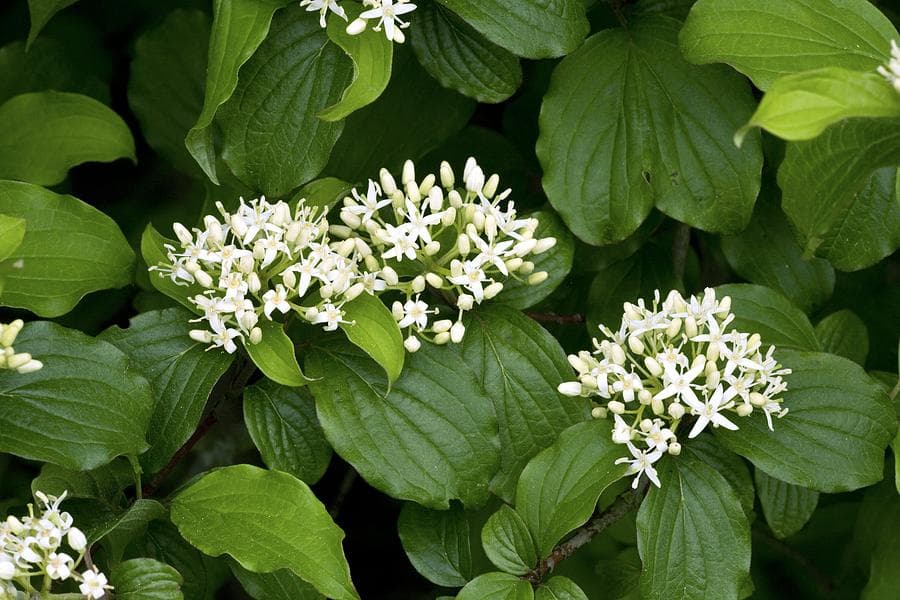 dogwood 'Compressa'