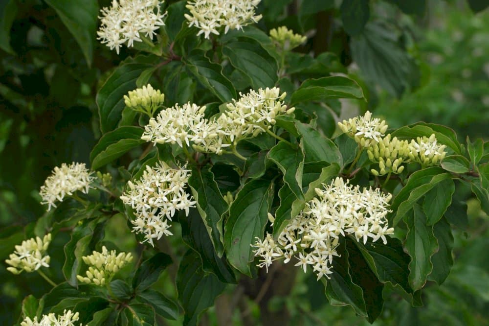 dogwood 'Compressa'