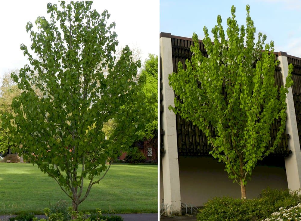 de Vilmorin handkerchief tree