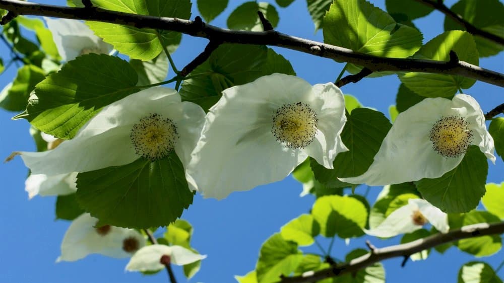 handkerchief tree 'Crimson Spring'