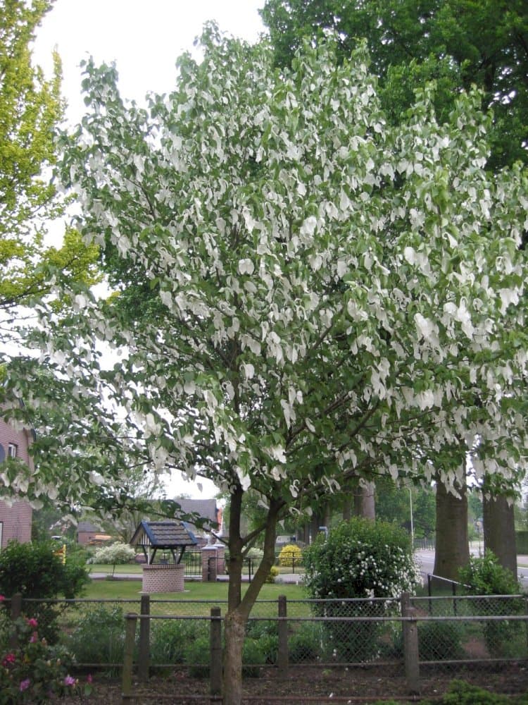 handkerchief tree 'Crimson Spring'