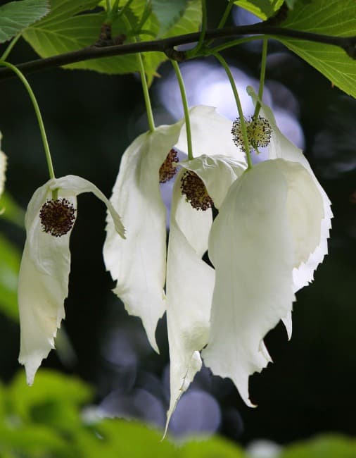 handkerchief tree 'Crimson Spring'