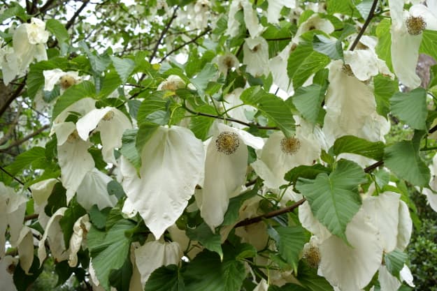 handkerchief tree 'Crimson Spring'