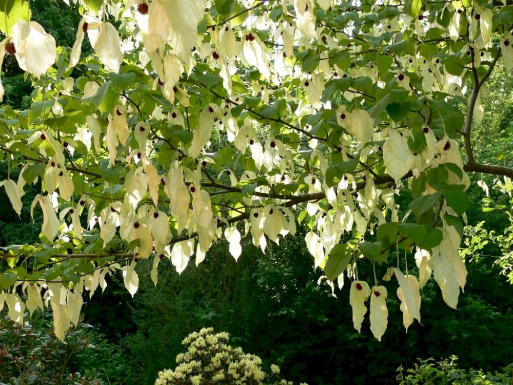 handkerchief tree 'Crimson Spring'