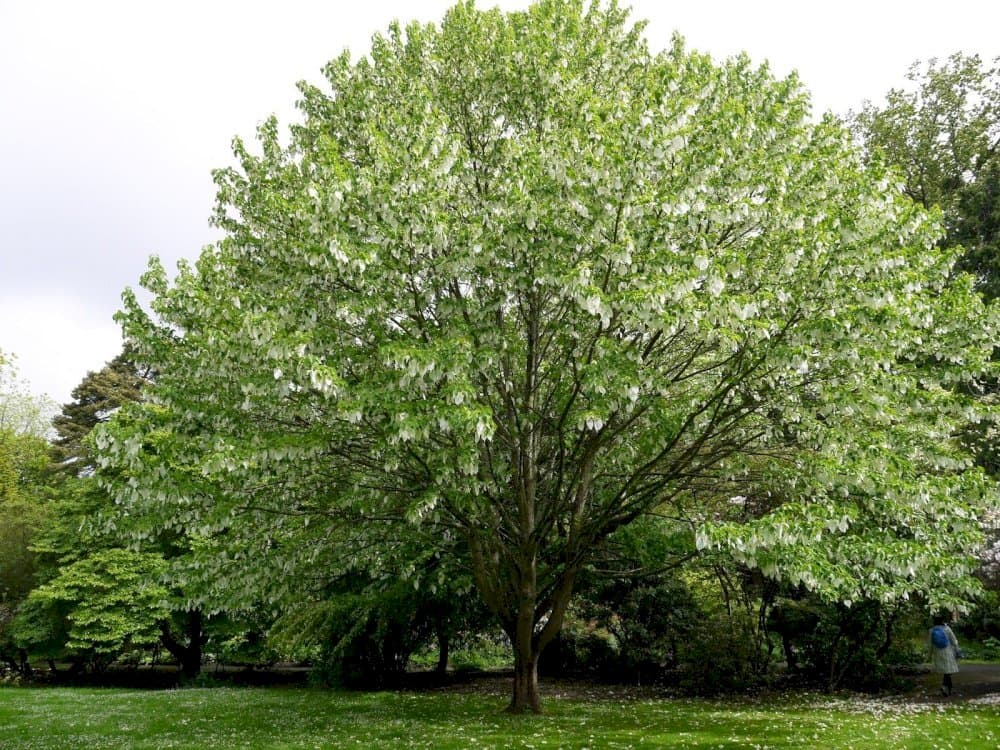 handkerchief tree 'Crimson Spring'