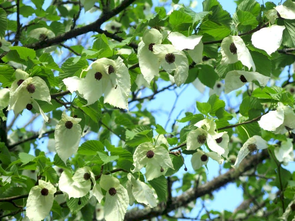 handkerchief tree 'Crimson Spring'