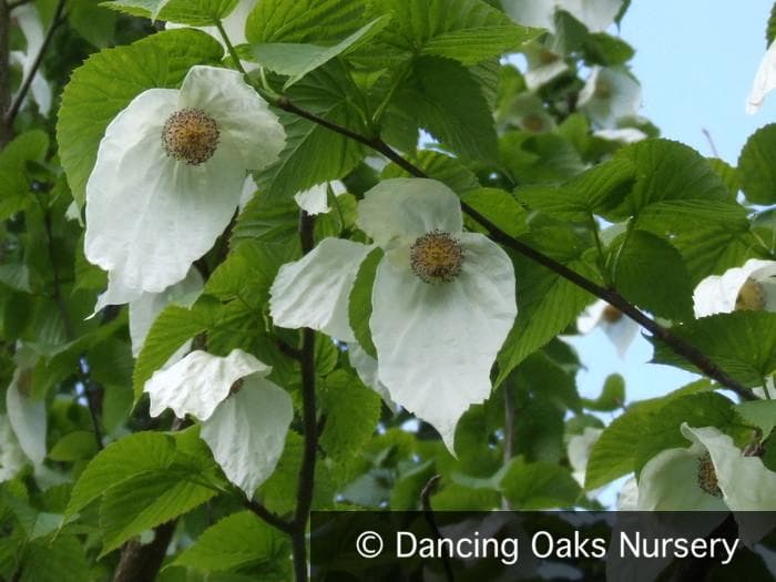 handkerchief tree 'Crimson Spring'