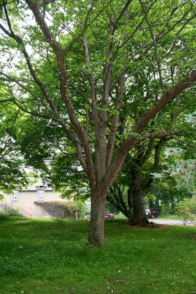 handkerchief tree 'Crimson Spring'