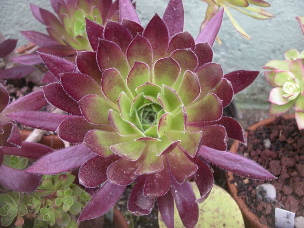 Sims aeonium