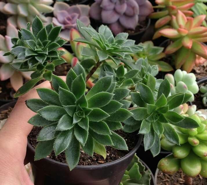 Sims aeonium