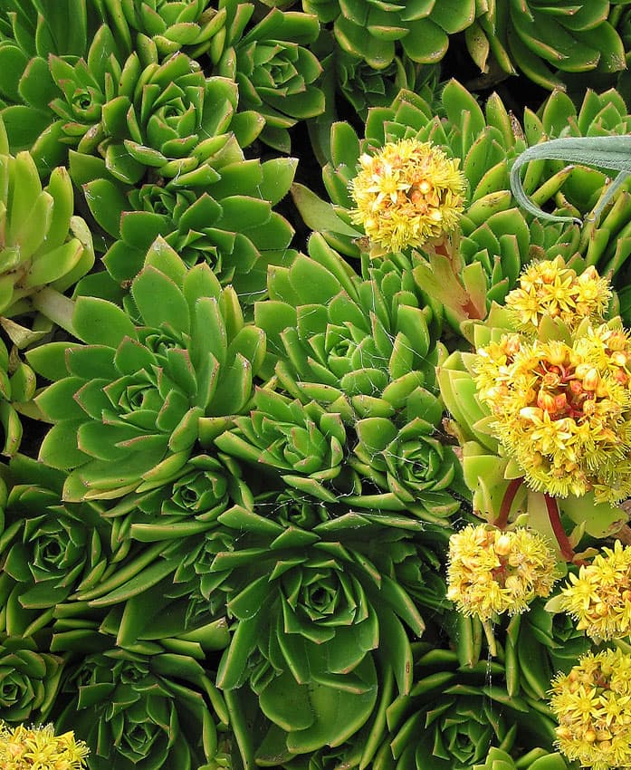 Sims aeonium