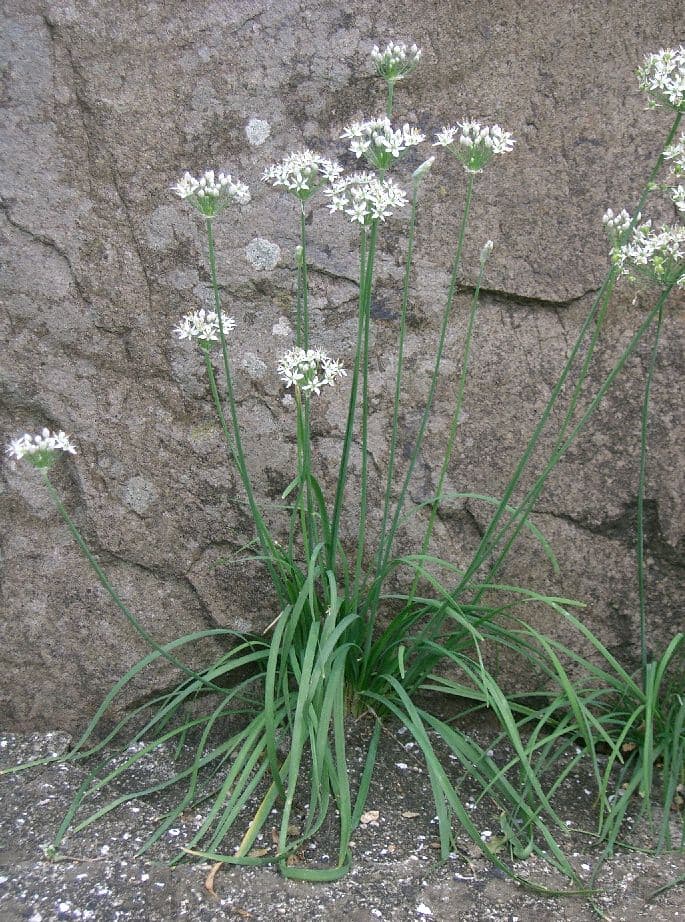 Chinese chives