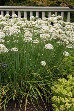 Chinese chives