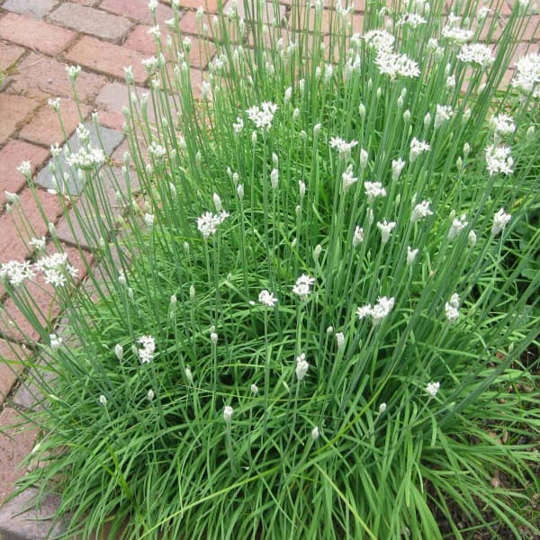 Chinese chives