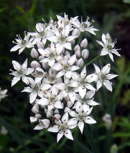 Chinese chives