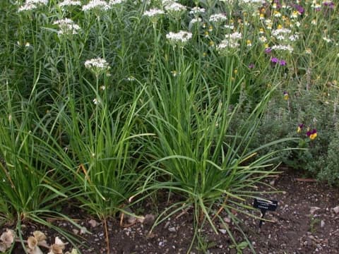 Chinese chives