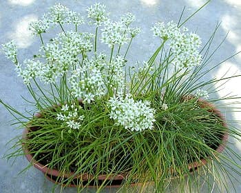 Chinese chives