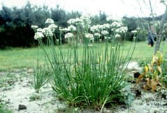 Chinese chives