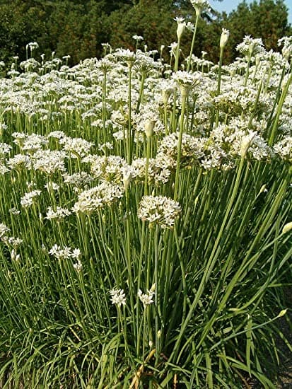 Chinese chives