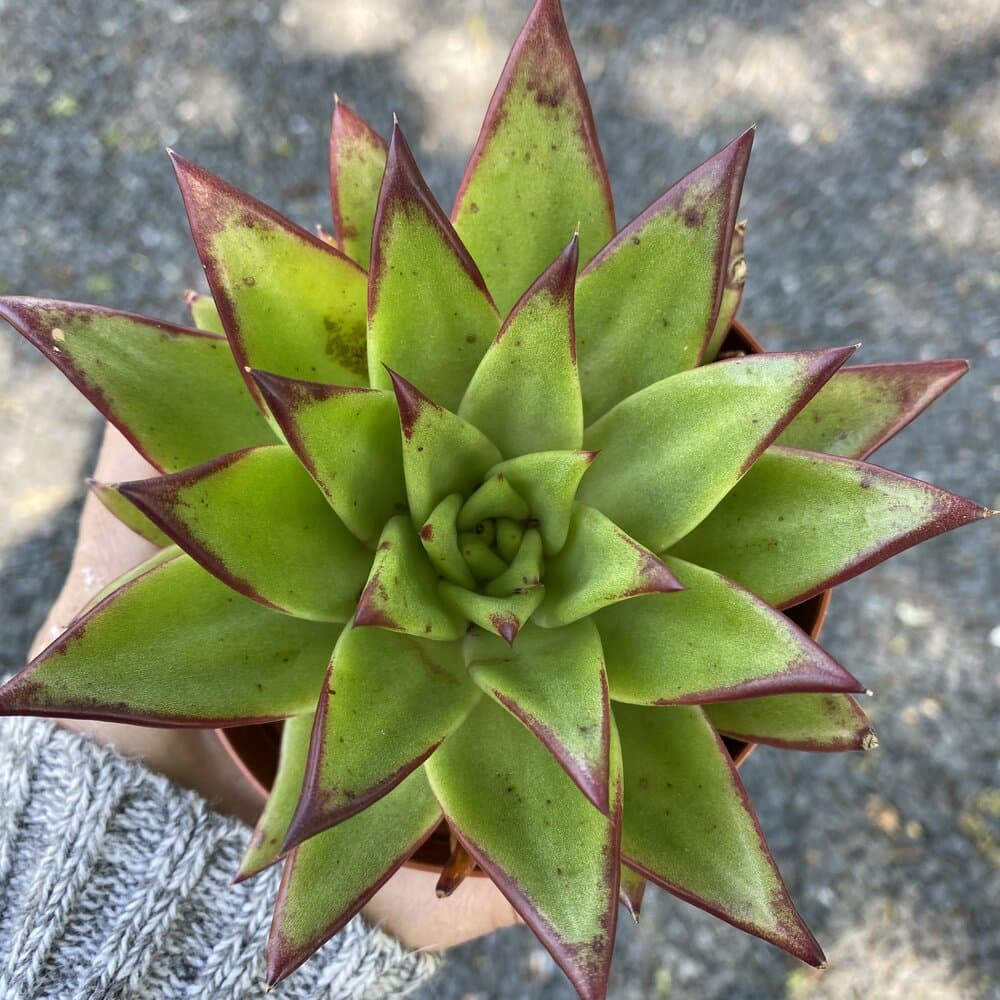 echeveria 'Taurus'