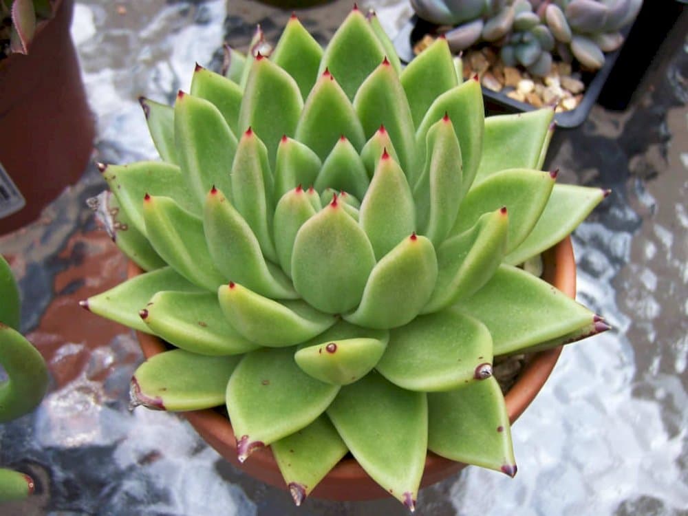 echeveria 'Taurus'