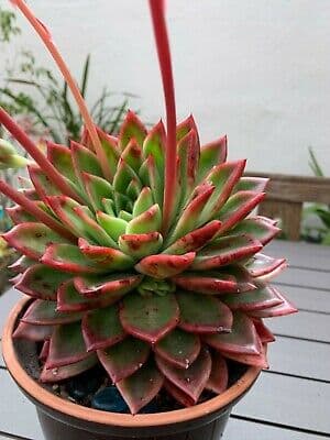 echeveria 'Taurus'