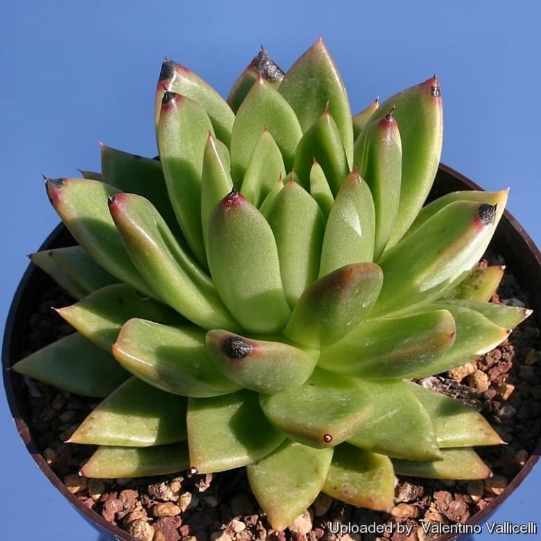 echeveria 'Taurus'