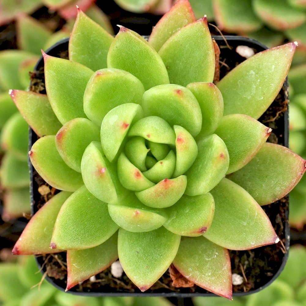 echeveria 'Taurus'