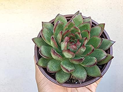 echeveria 'Taurus'