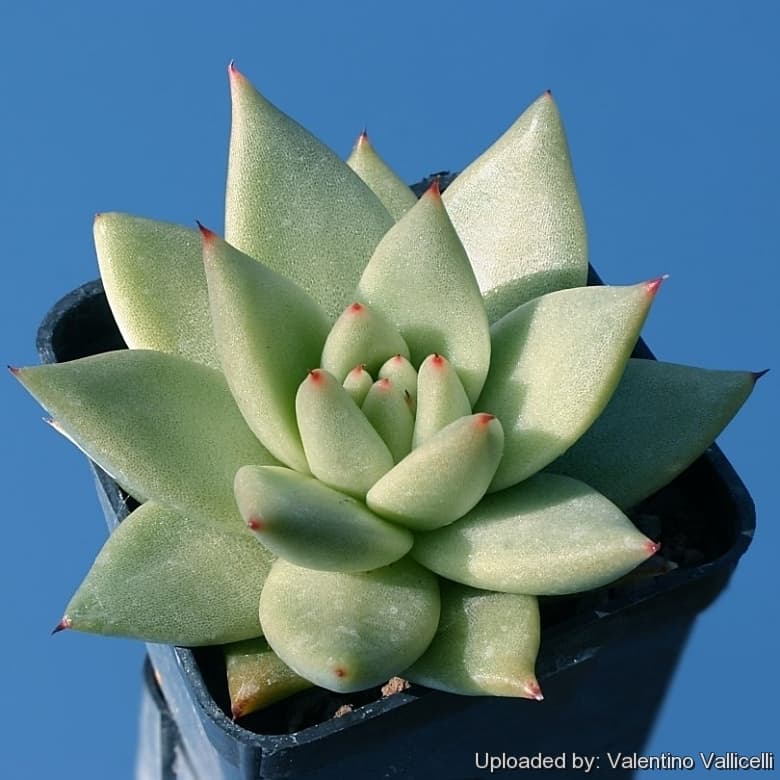 echeveria 'Taurus'