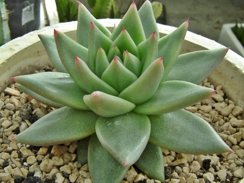 echeveria 'Taurus'