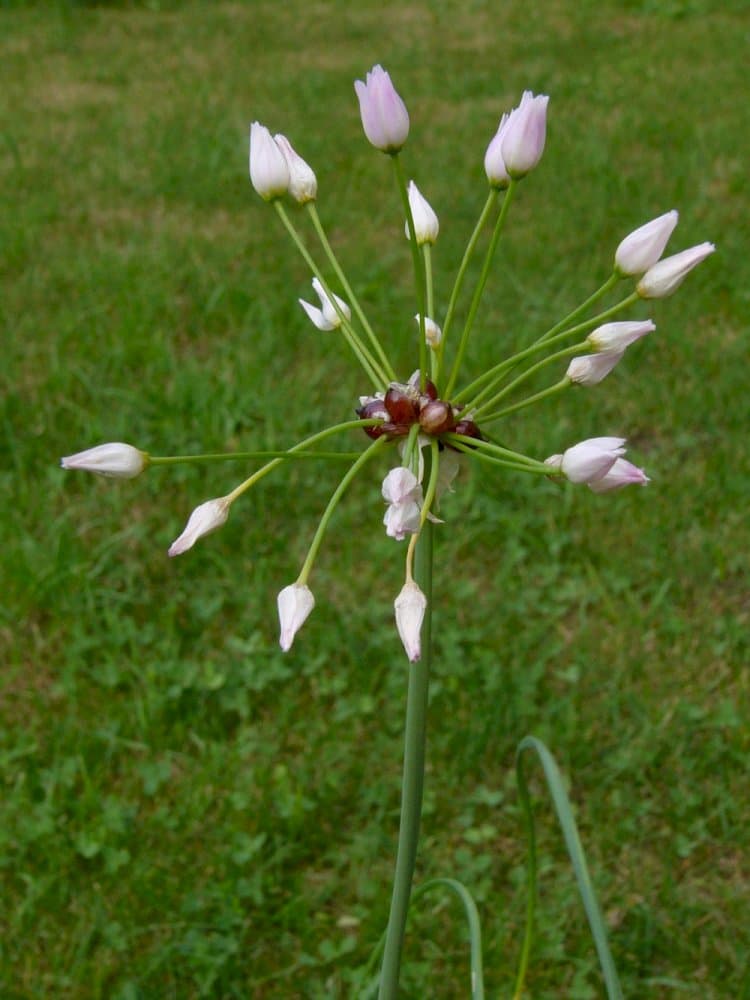 American onion