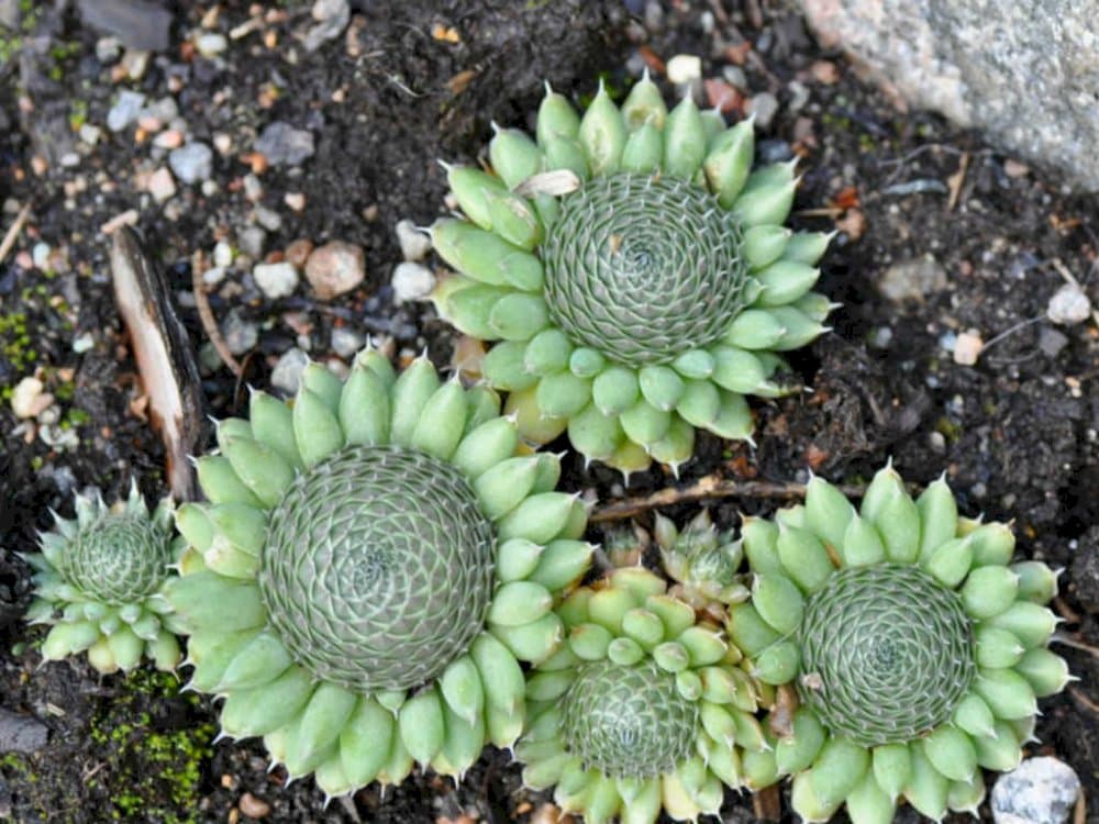 spiny pennywort