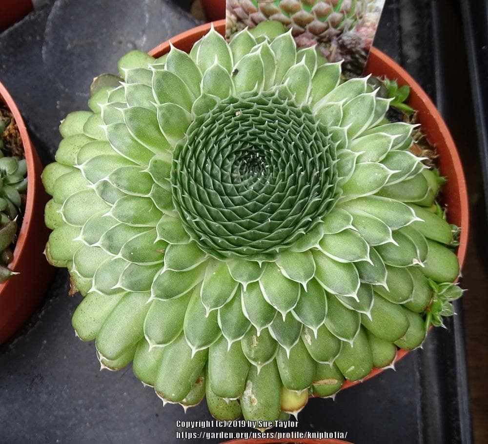 spiny pennywort