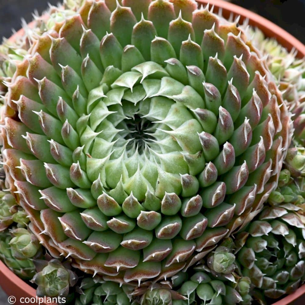 spiny pennywort