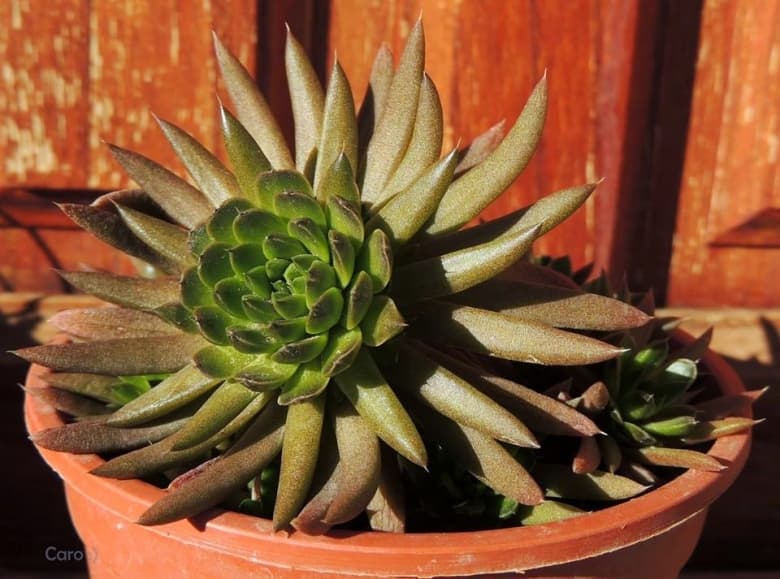 spiny pennywort