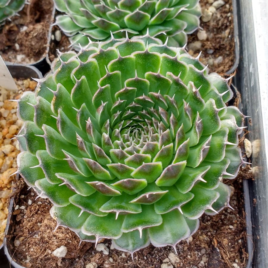 spiny pennywort