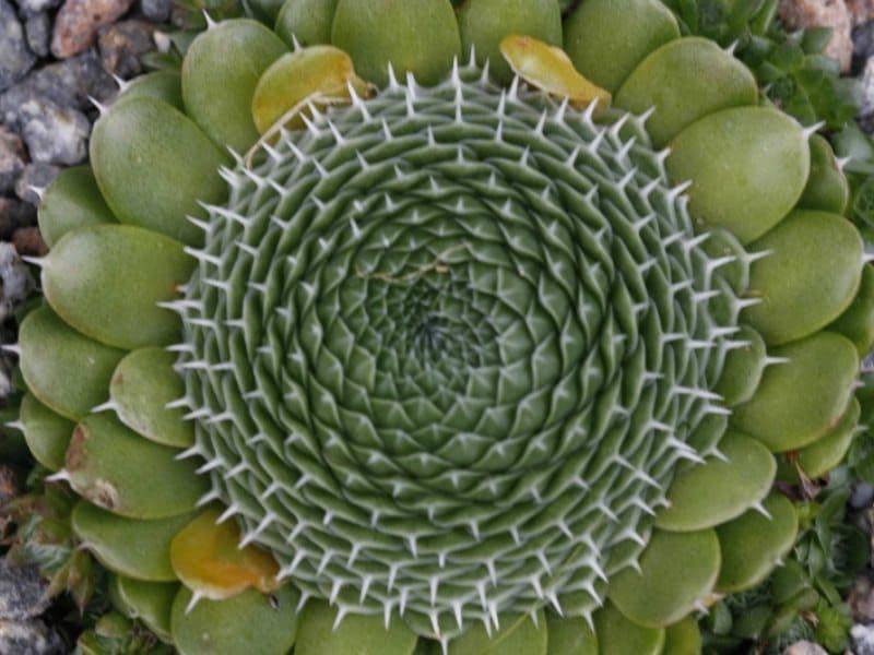 spiny pennywort