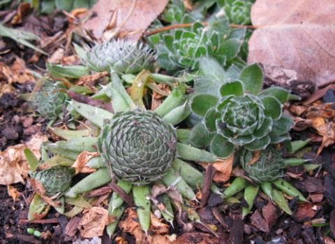 spiny pennywort