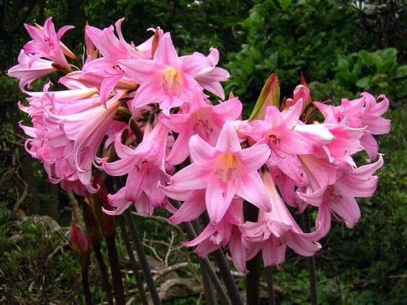 belladonna lily