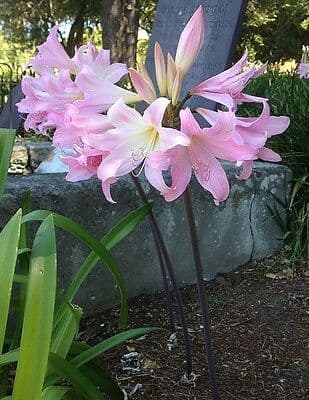 belladonna lily