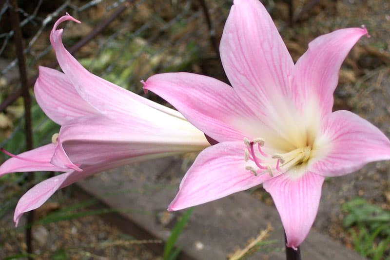 belladonna lily