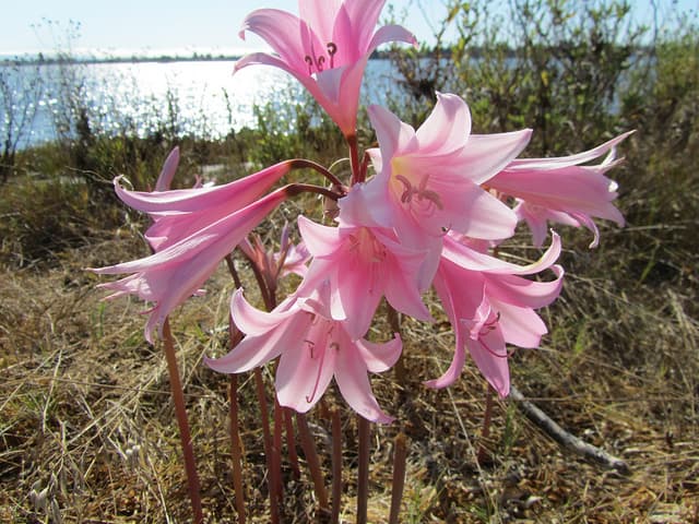 belladonna lily